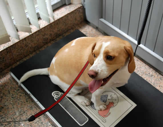 beagle on scale Rowcliffe House Vets Penrith